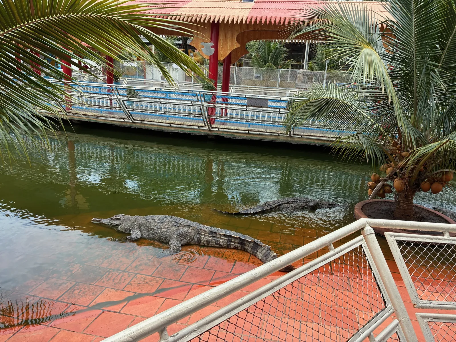 スイティエン公園の餌やりエリアで水辺に集まるワニ
